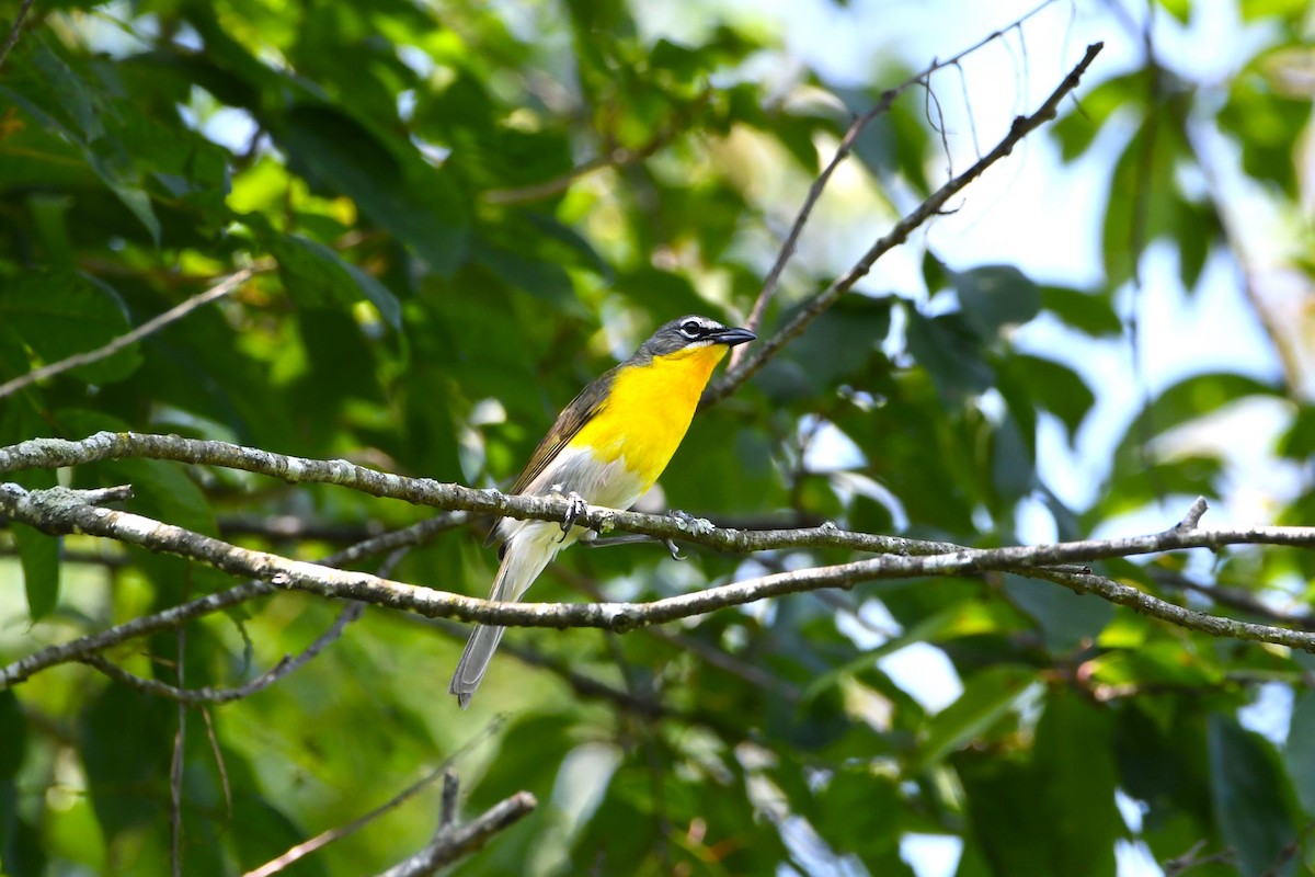 Yellow-breasted Chat - ML638323081