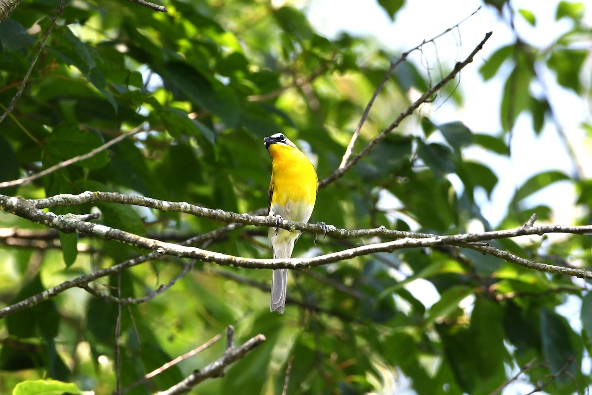 Yellow-breasted Chat - ML638323082