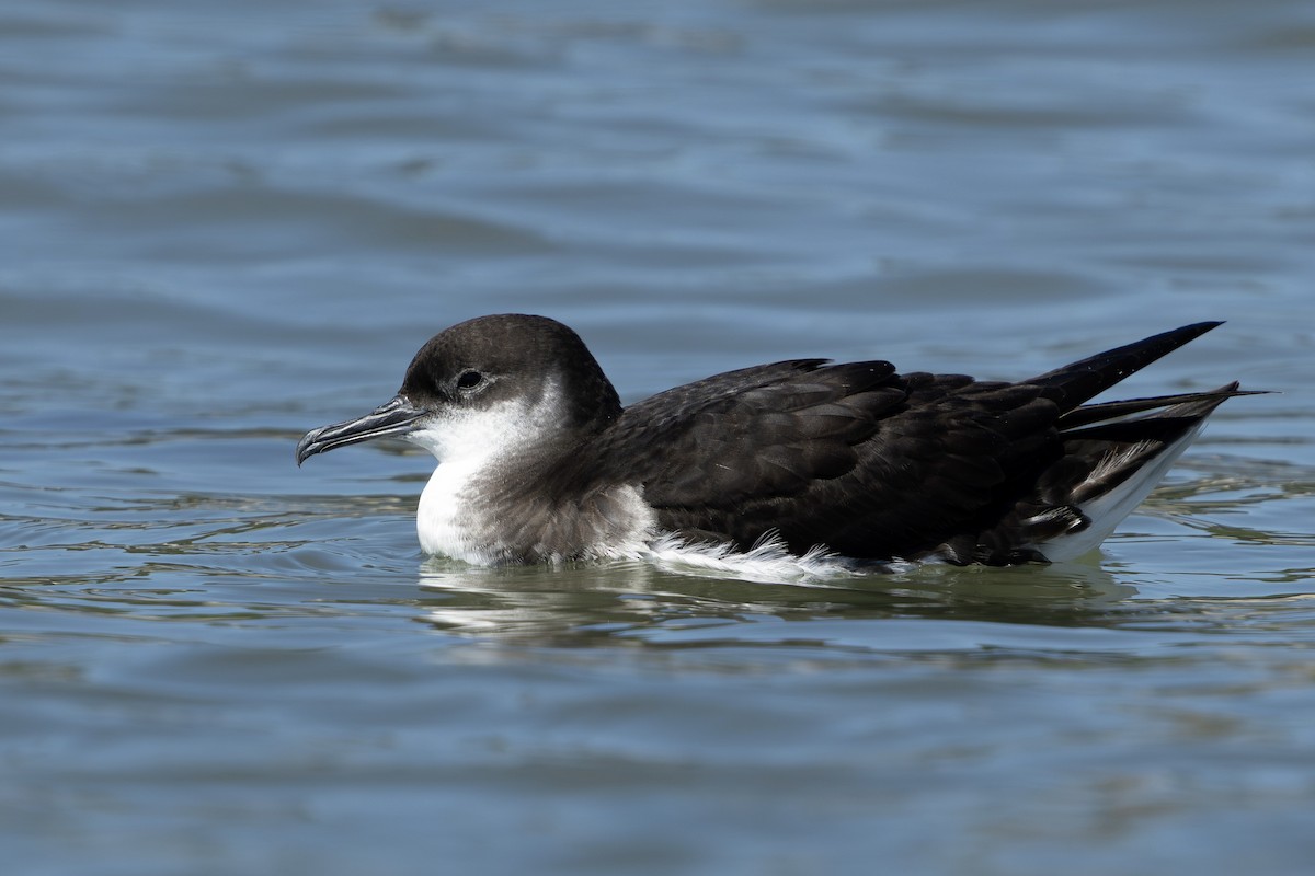 Manx Shearwater - ML638323088