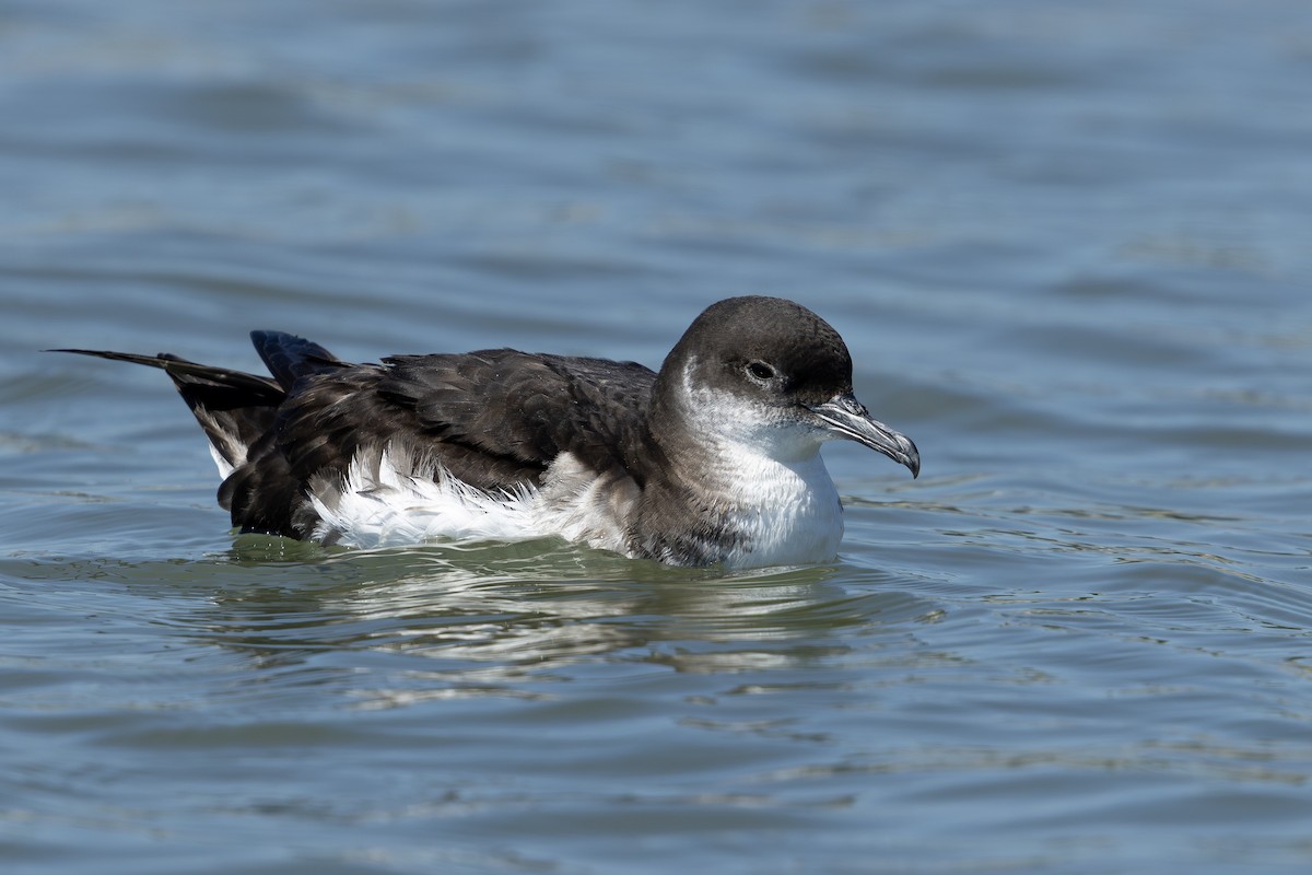 Manx Shearwater - ML638323089