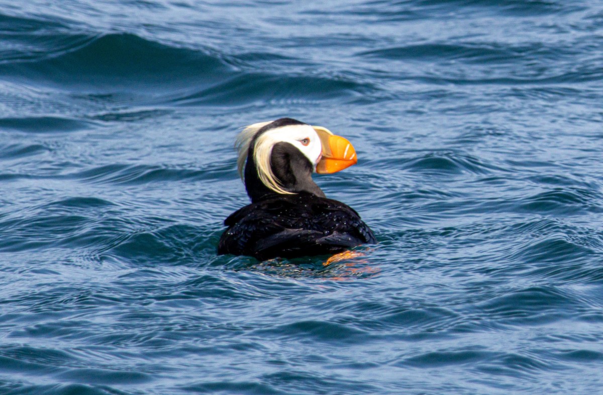 Tufted Puffin - ML638323095