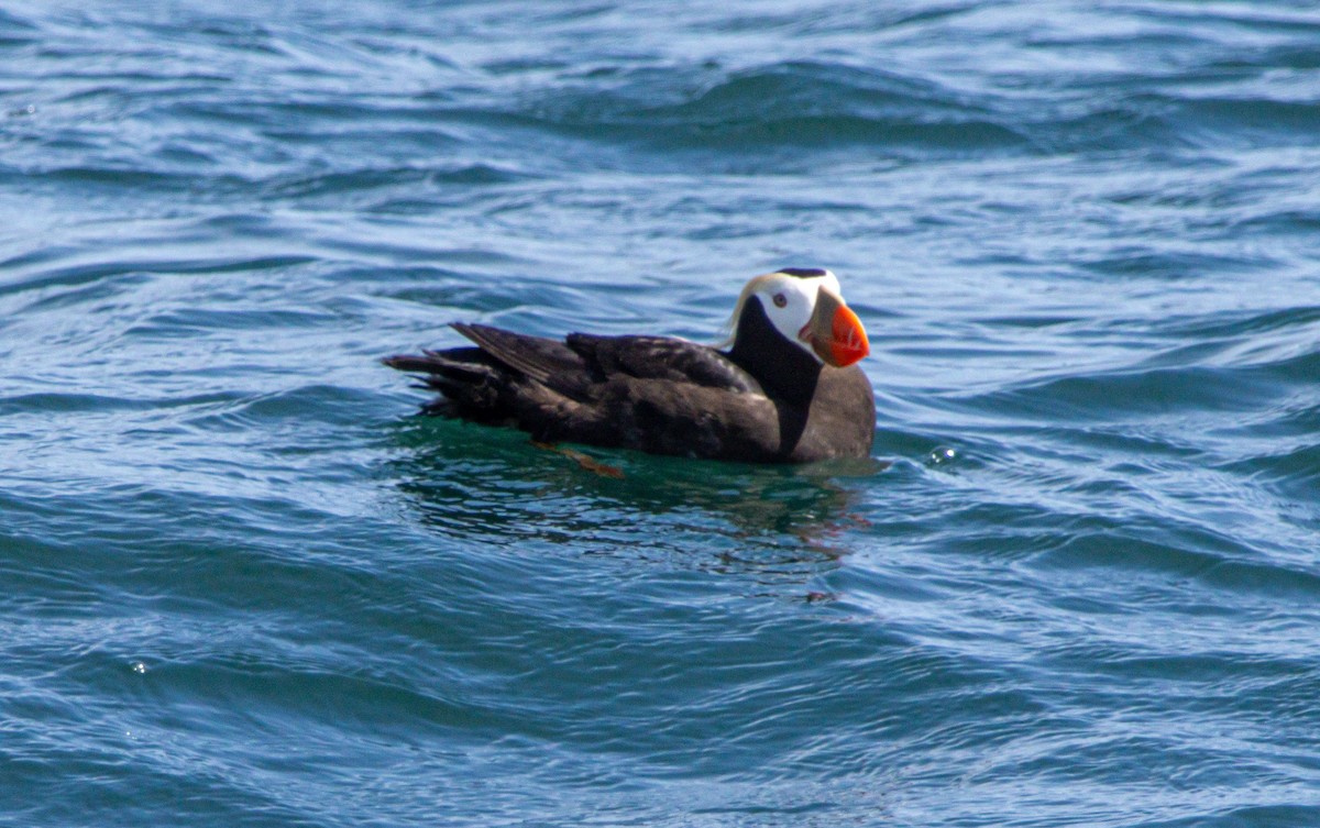 Tufted Puffin - ML638323096