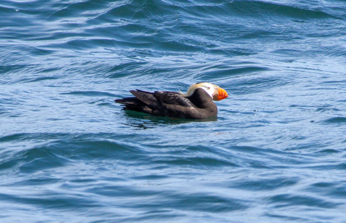 Tufted Puffin - ML638323097