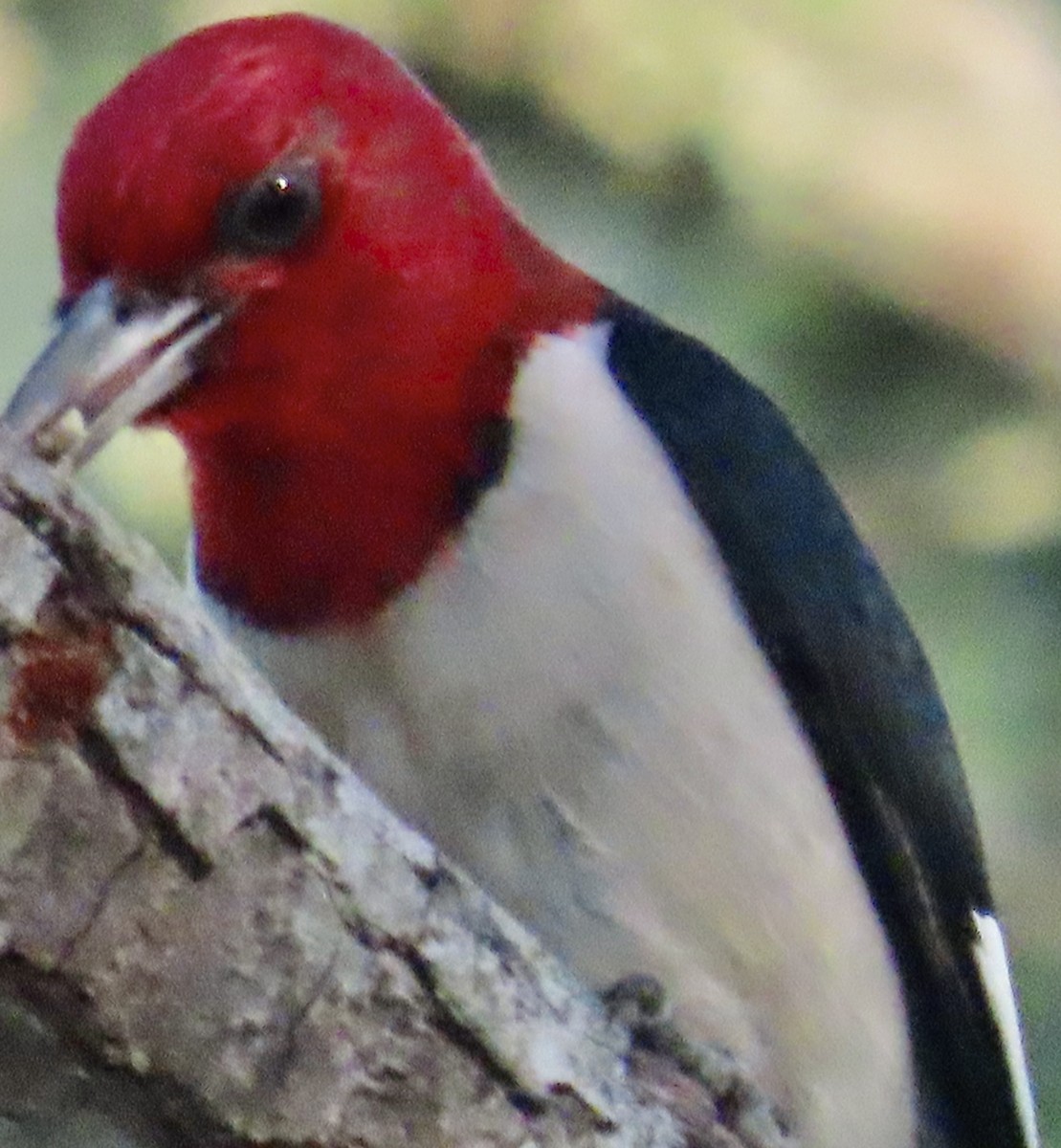 Red-headed Woodpecker - ML638323098