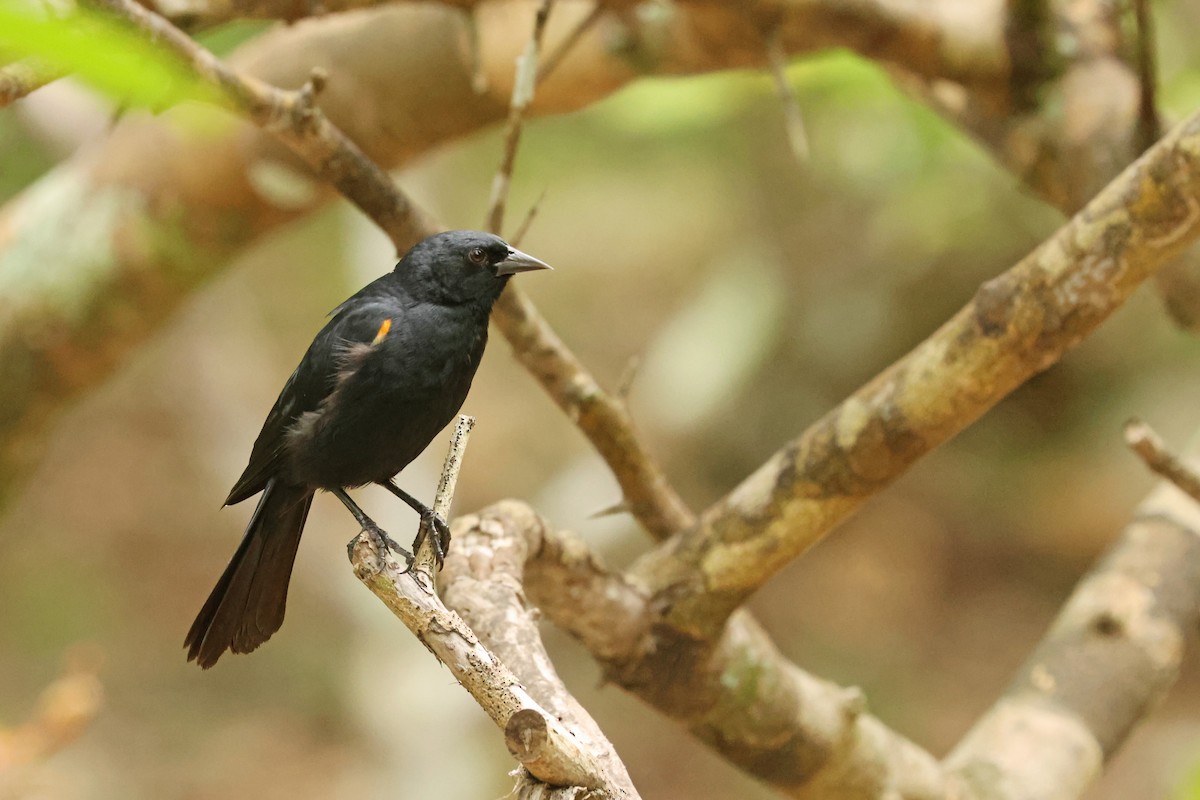 Tawny-shouldered Blackbird - ML638323102
