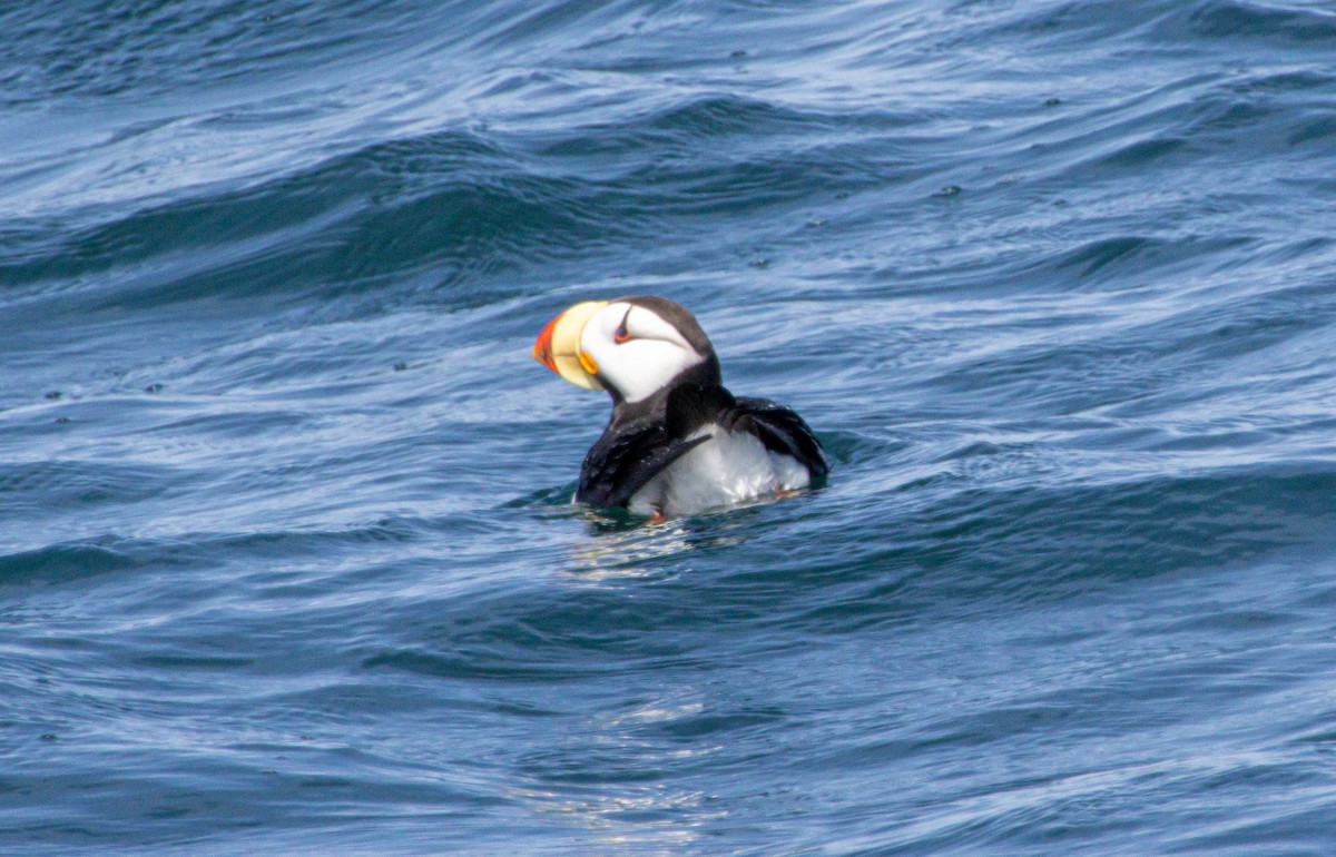 Horned Puffin - ML638323103