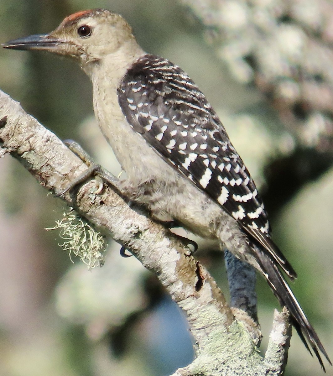 Red-bellied Woodpecker - ML638323104
