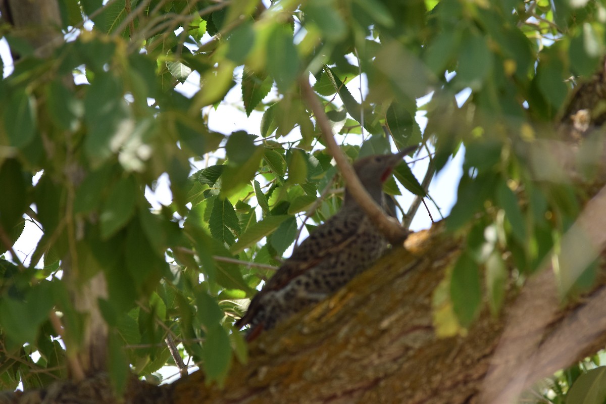Northern Flicker (Red-shafted) - ML638323105