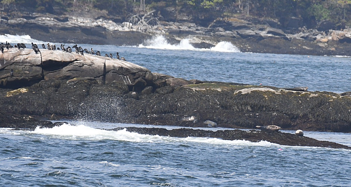 Ubarroi belarriduna - ML638323110
