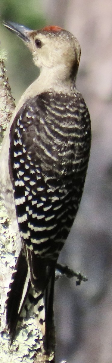 Red-bellied Woodpecker - ML638323112