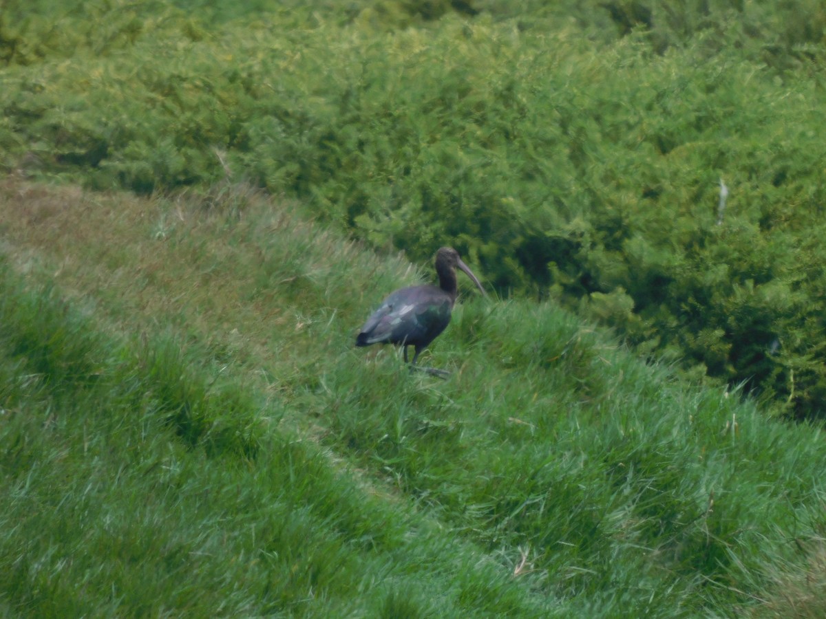 Puna Ibis - ML638323119