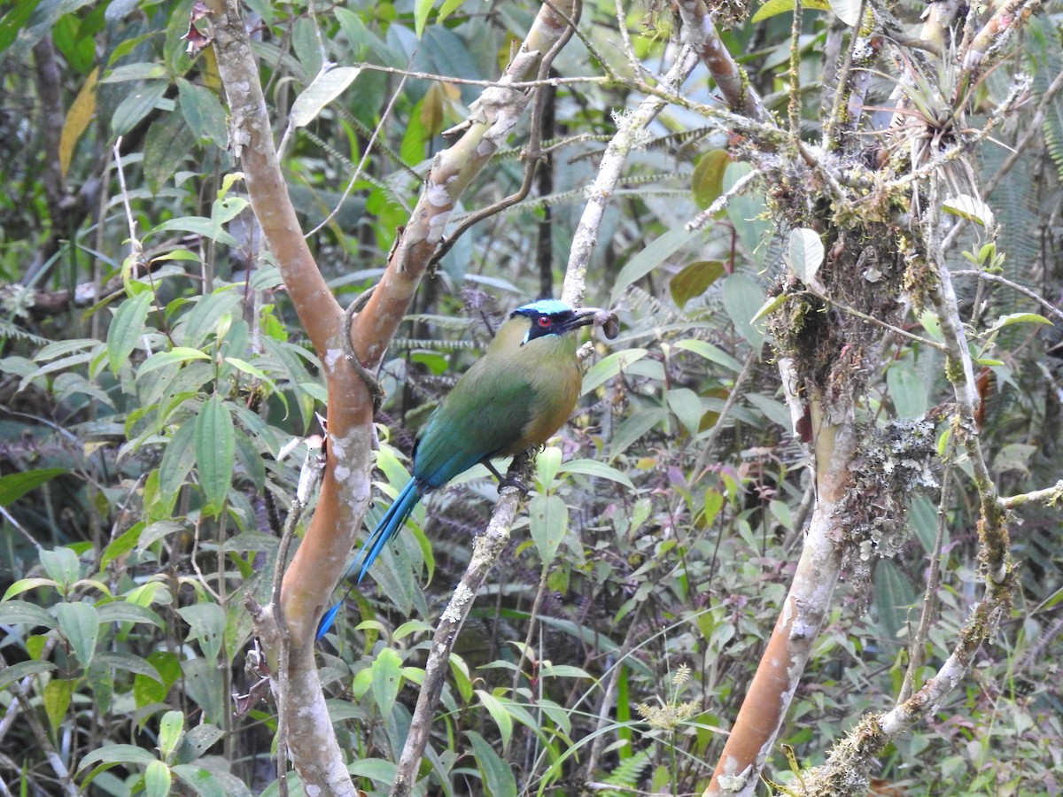 Andean Motmot - ML638323122
