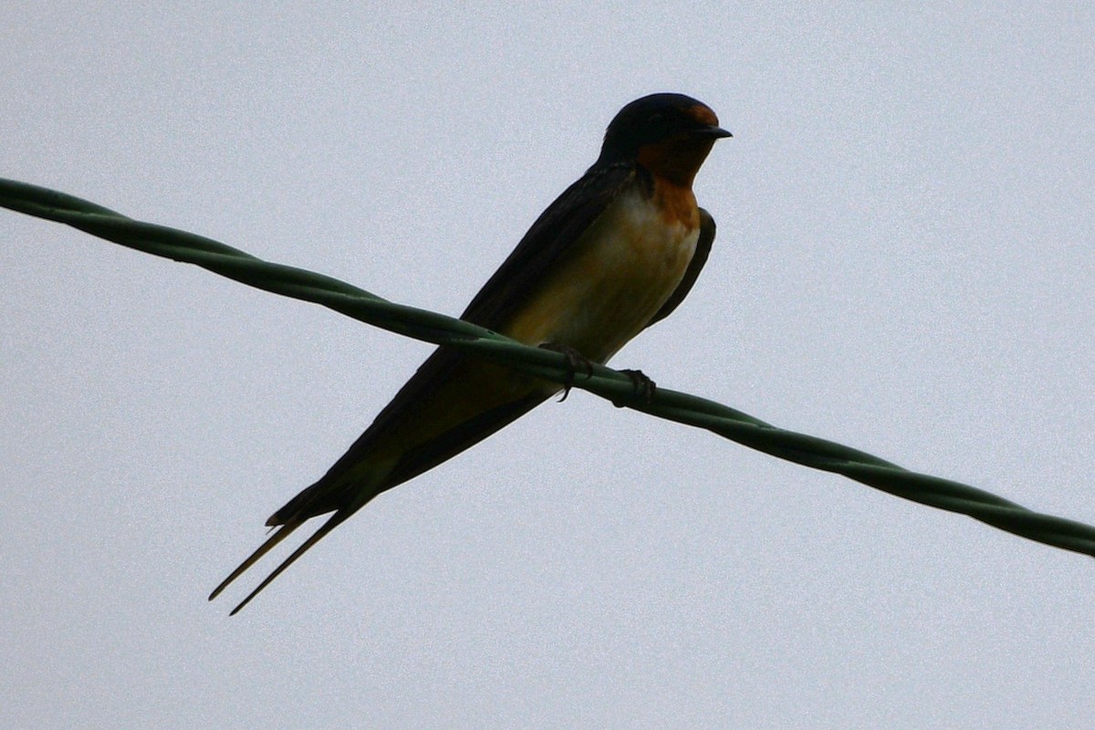 Barn Swallow - ML638323127