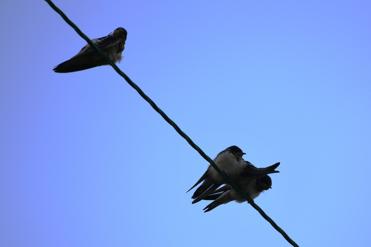 Barn Swallow - ML638323130