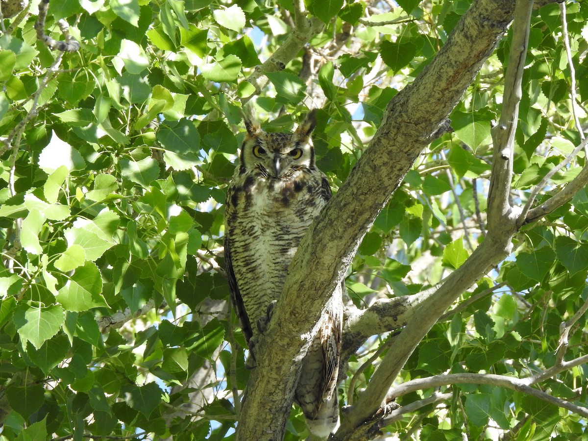 Great Horned Owl - ML638323132