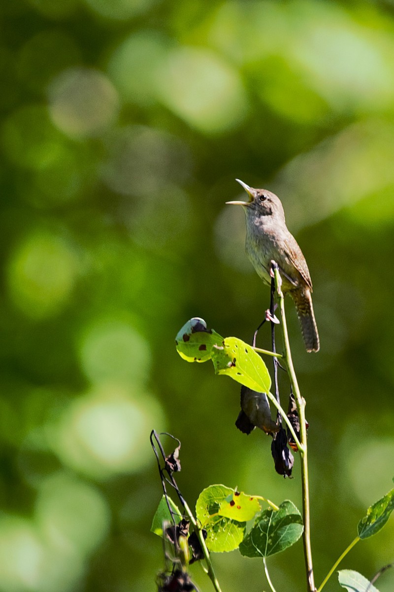 Northern House Wren - ML638323134