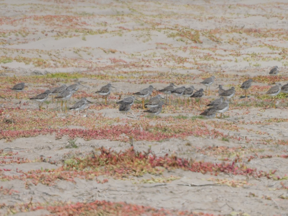 Greater Yellowlegs - ML638323136