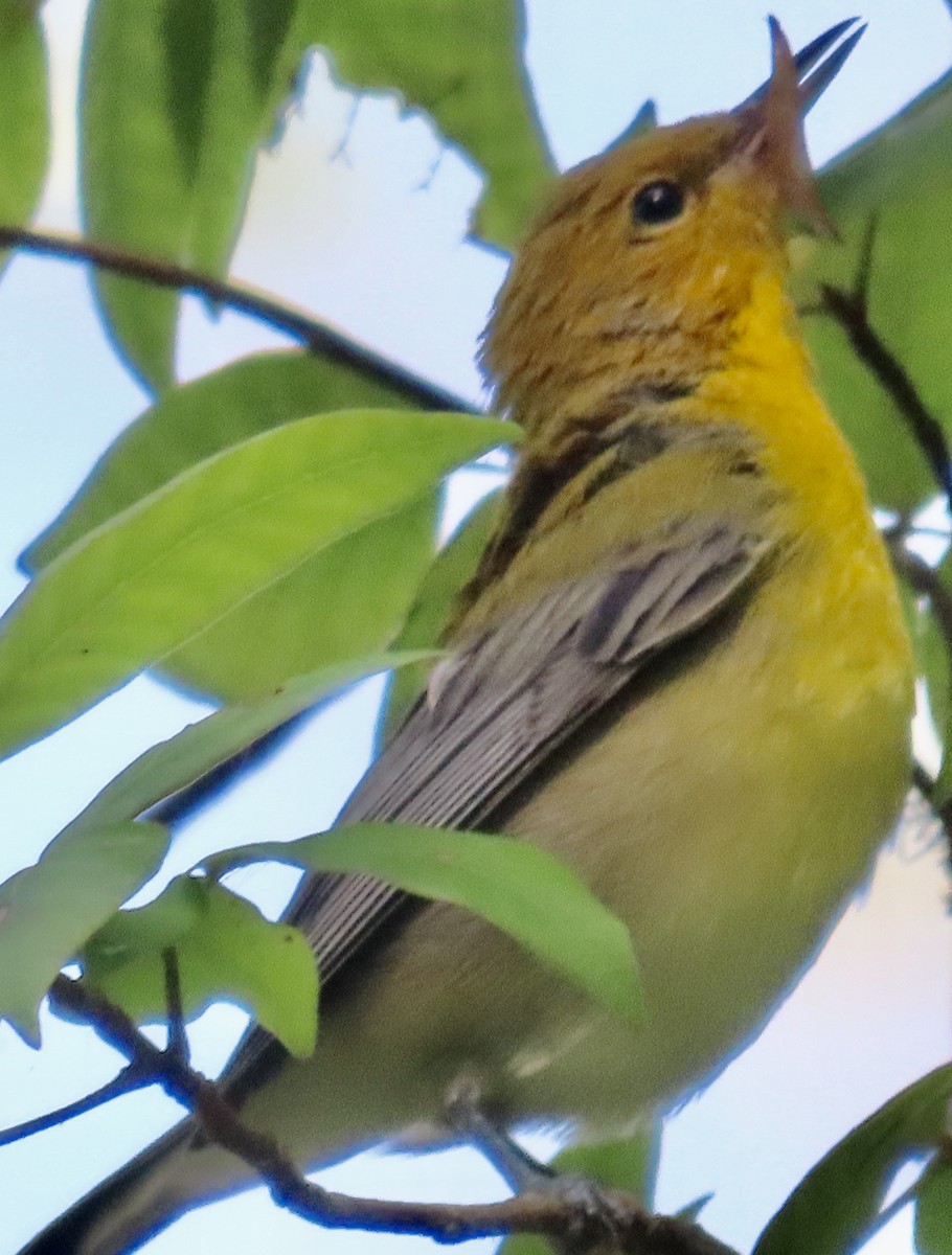 plommeparula - ML638323142