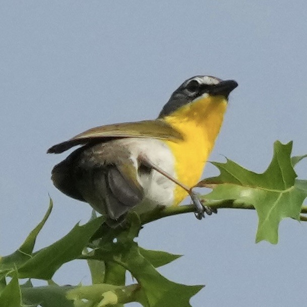 gulbrystparula - ML638323146