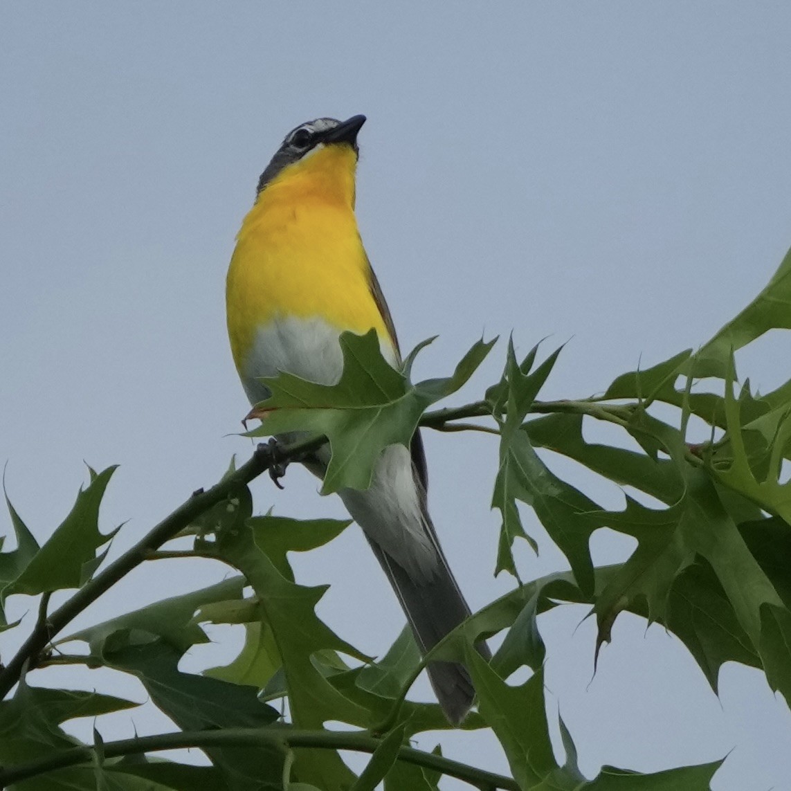 gulbrystparula - ML638323149