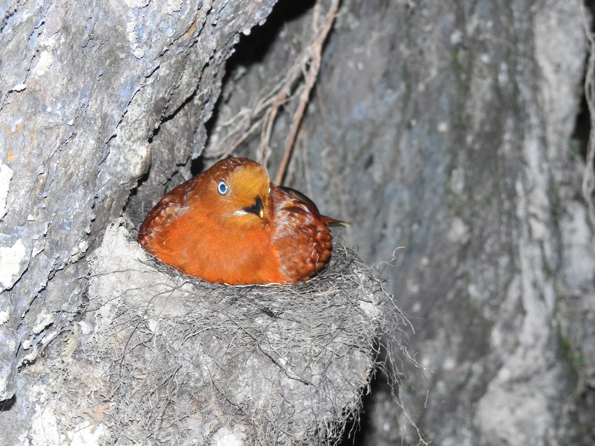 Andean Cock-of-the-rock - ML638323155