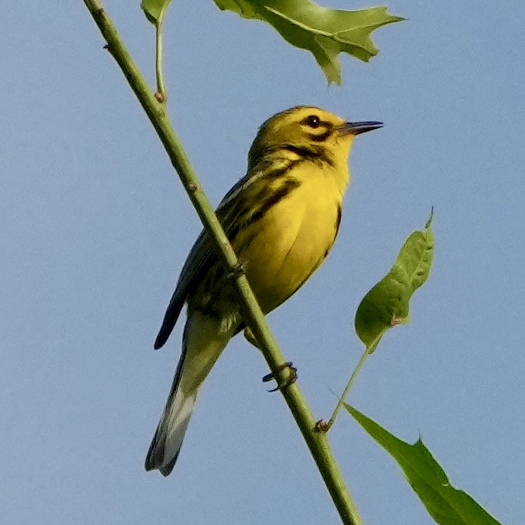 buskparula - ML638323156