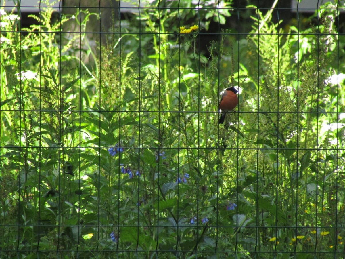 Eurasian Bullfinch - ML638323158