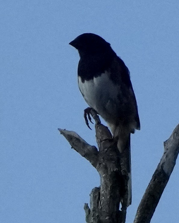 Eastern Towhee - ML638323160