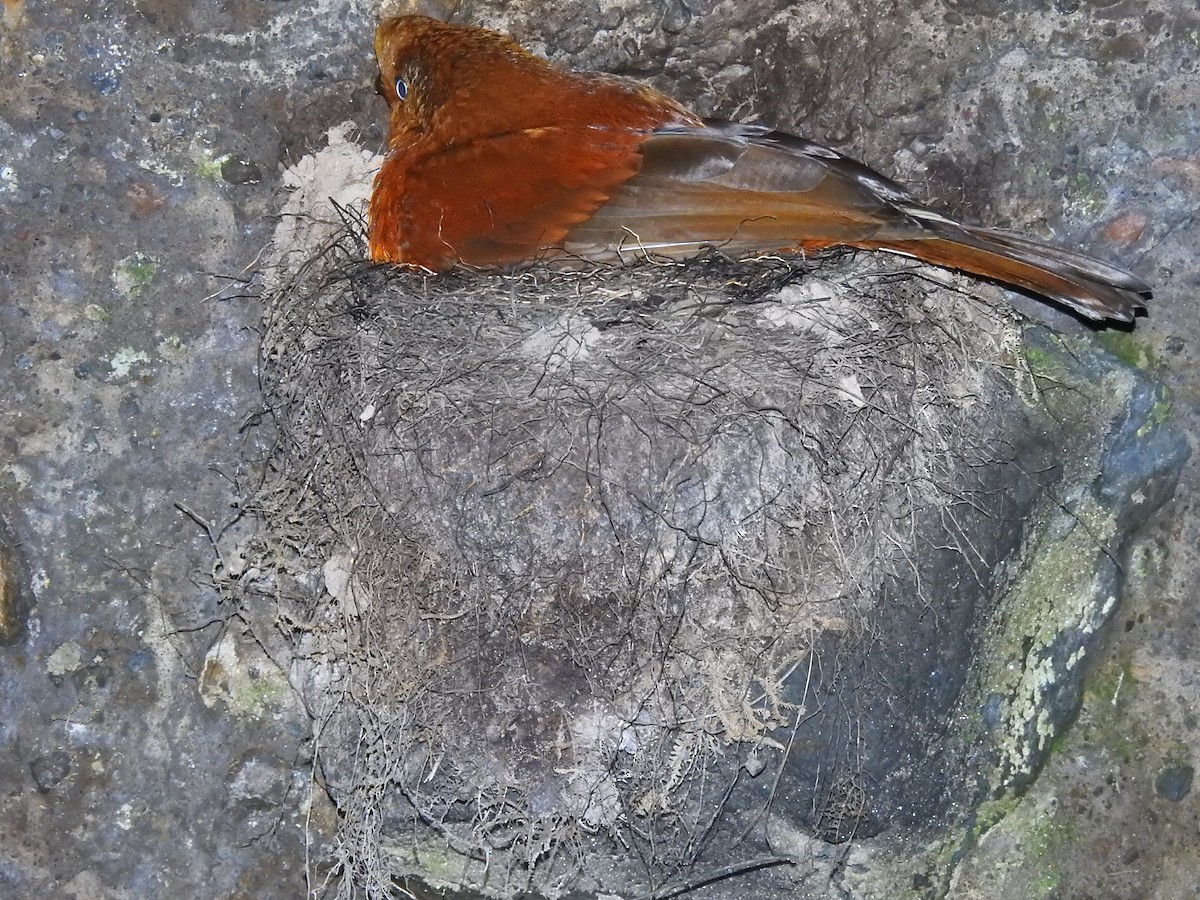 Andean Cock-of-the-rock - ML638323163