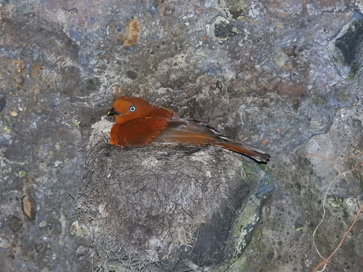 Andean Cock-of-the-rock - ML638323164