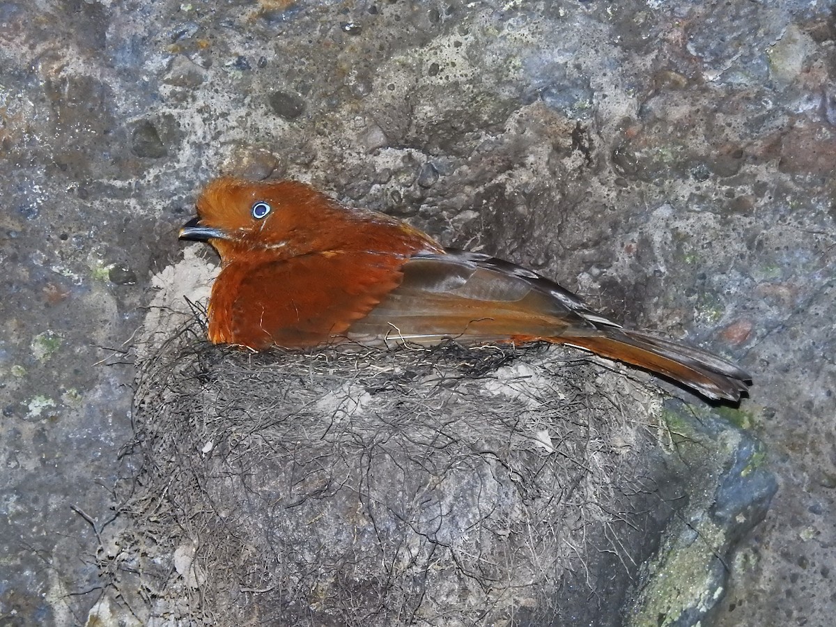 Andean Cock-of-the-rock - ML638323171