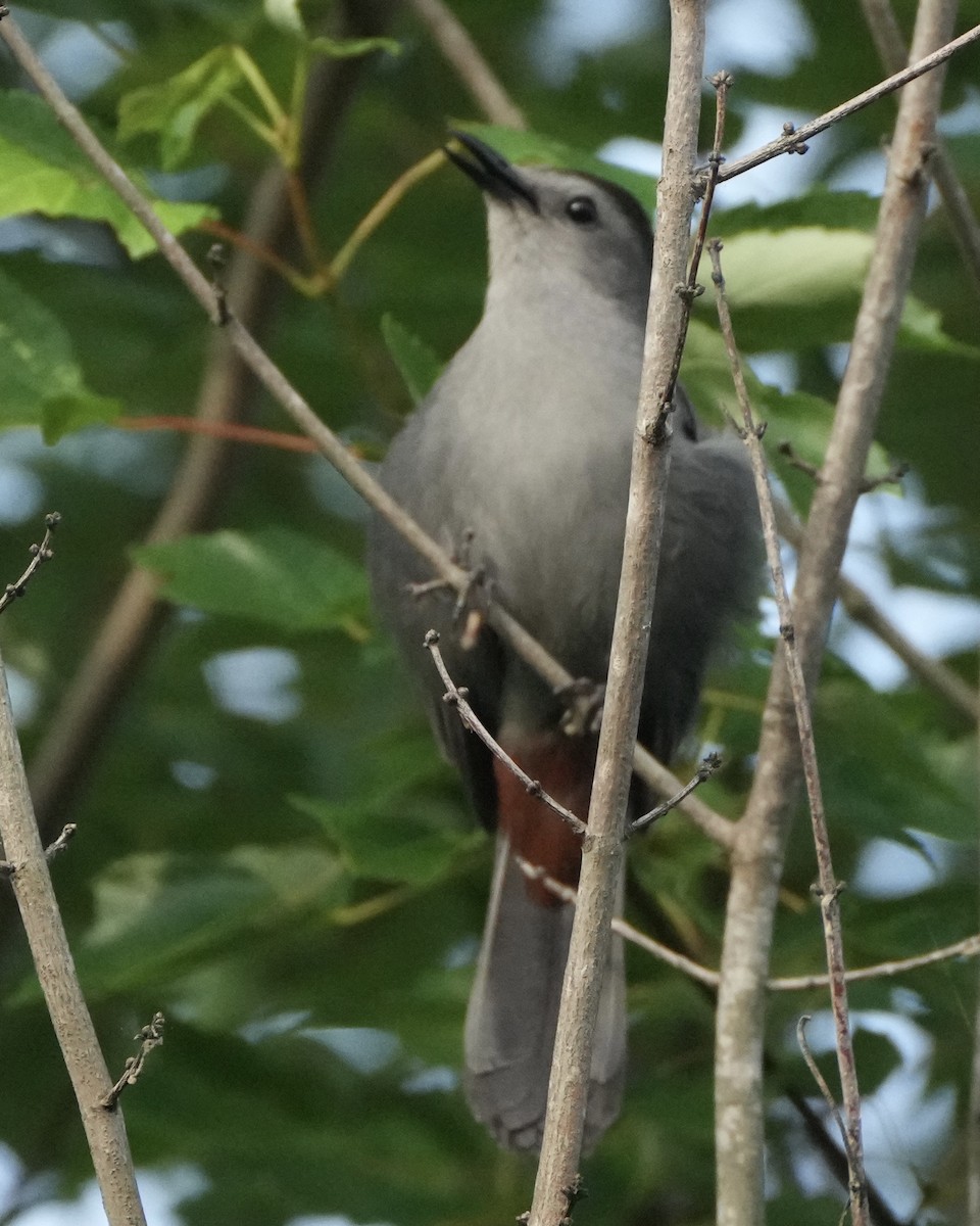 Pájaro Gato Gris - ML638323172