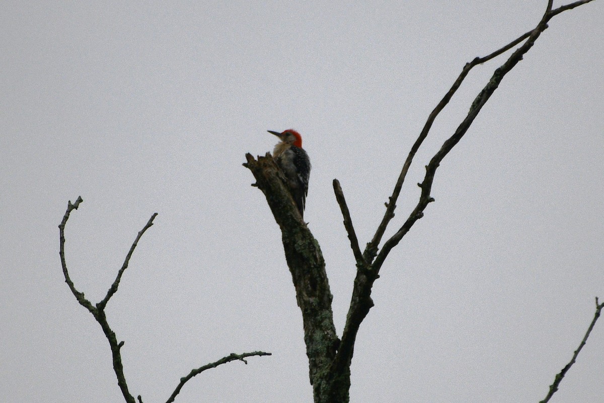 Red-bellied Woodpecker - ML638323178
