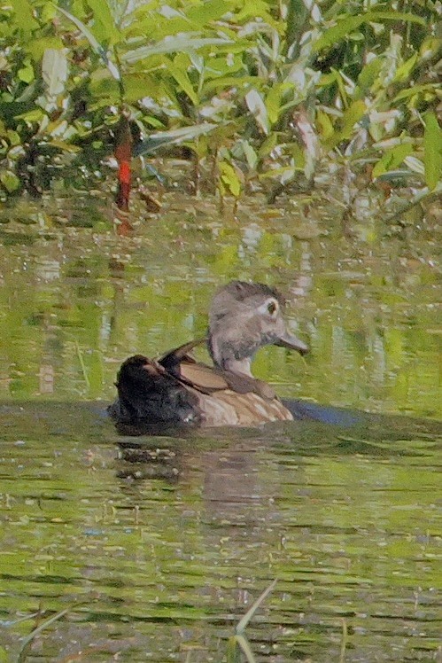 Wood Duck - ML638323180