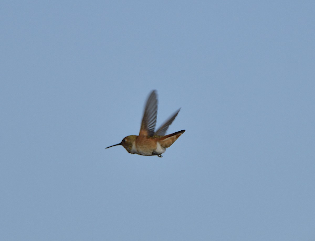 Colibrí Rufo/de Allen - ML638323190