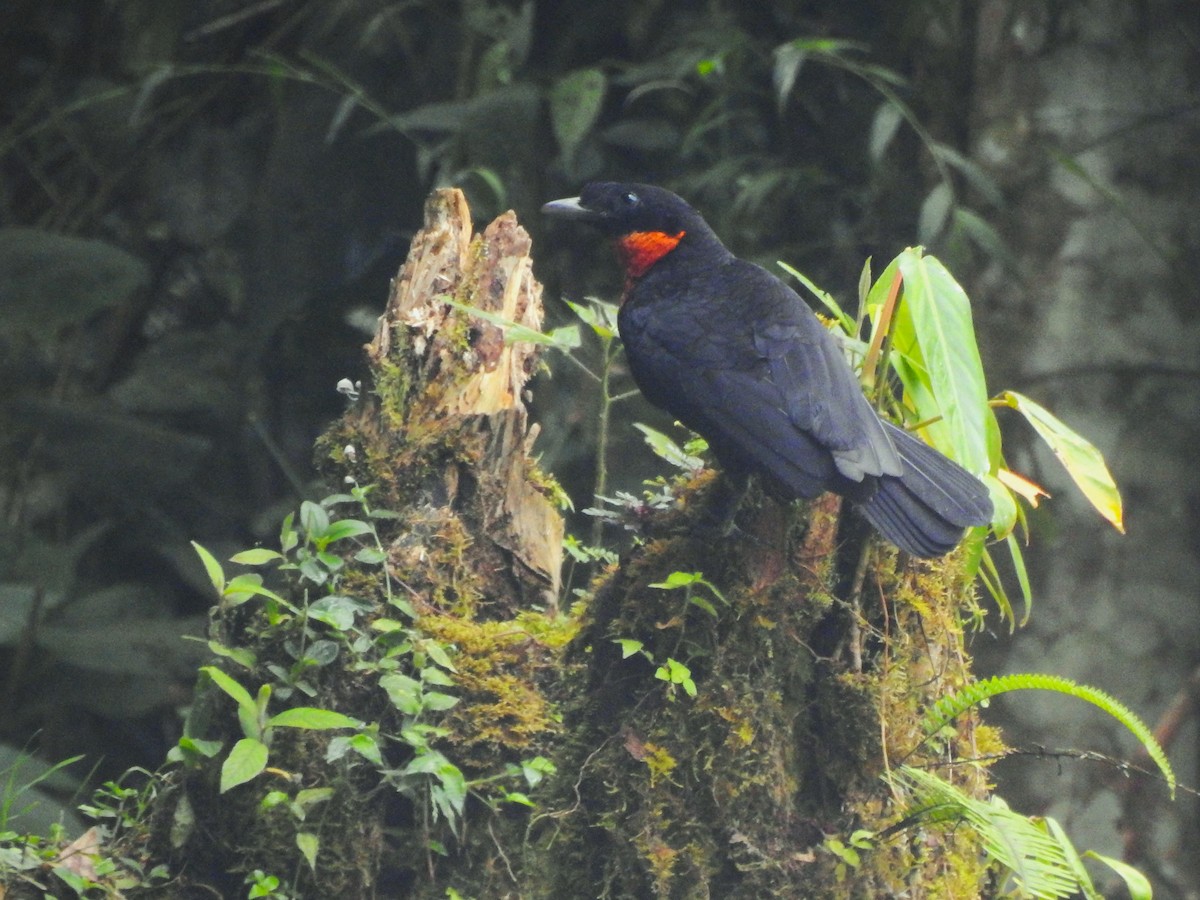 Red-ruffed Fruitcrow - ML638323191