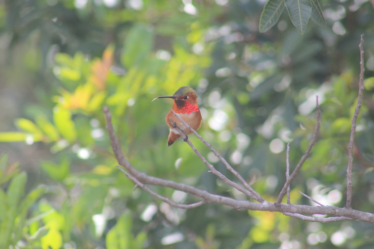 Colibrí de Allen - ML638323199