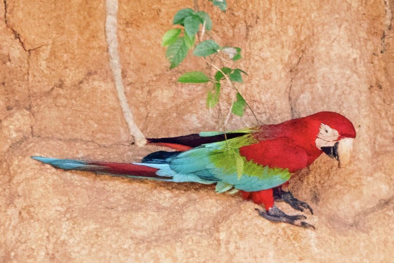 Red-and-green Macaw - ML638323202