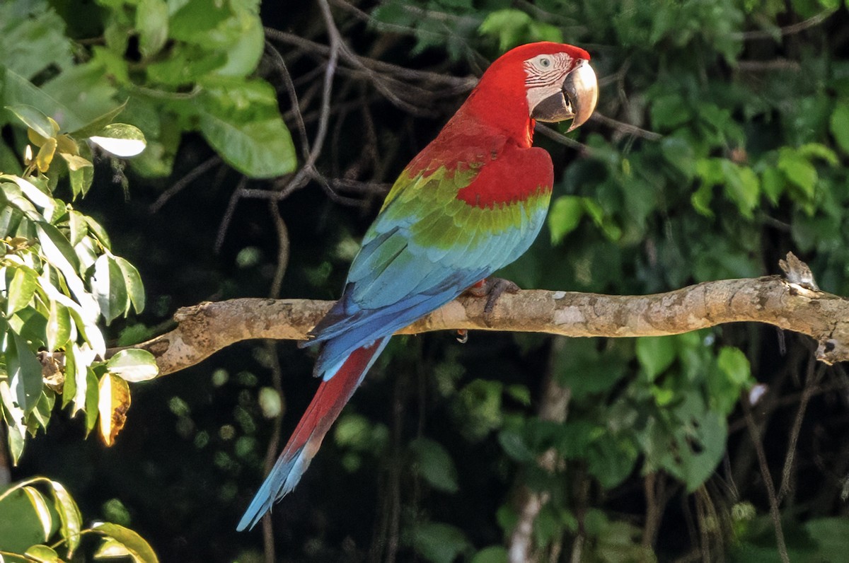 Guacamayo Aliverde - ML638323203