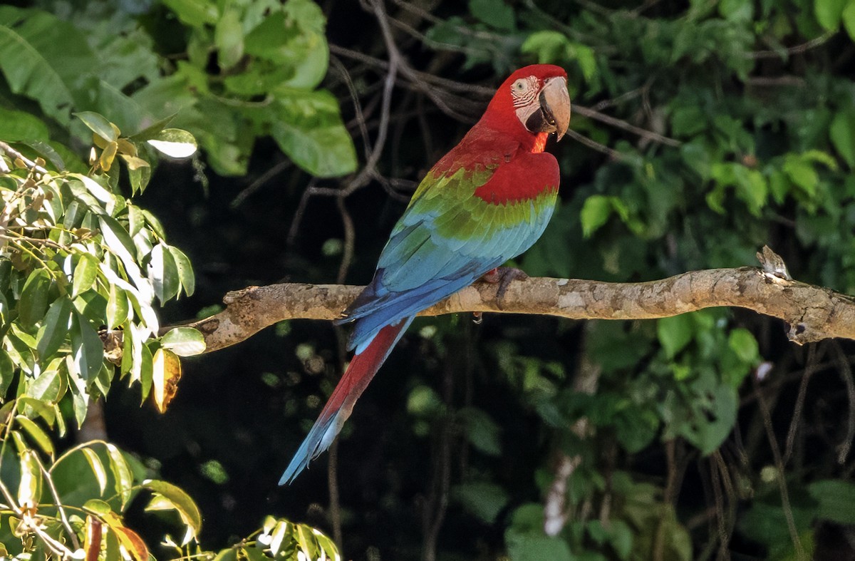 Red-and-green Macaw - ML638323204