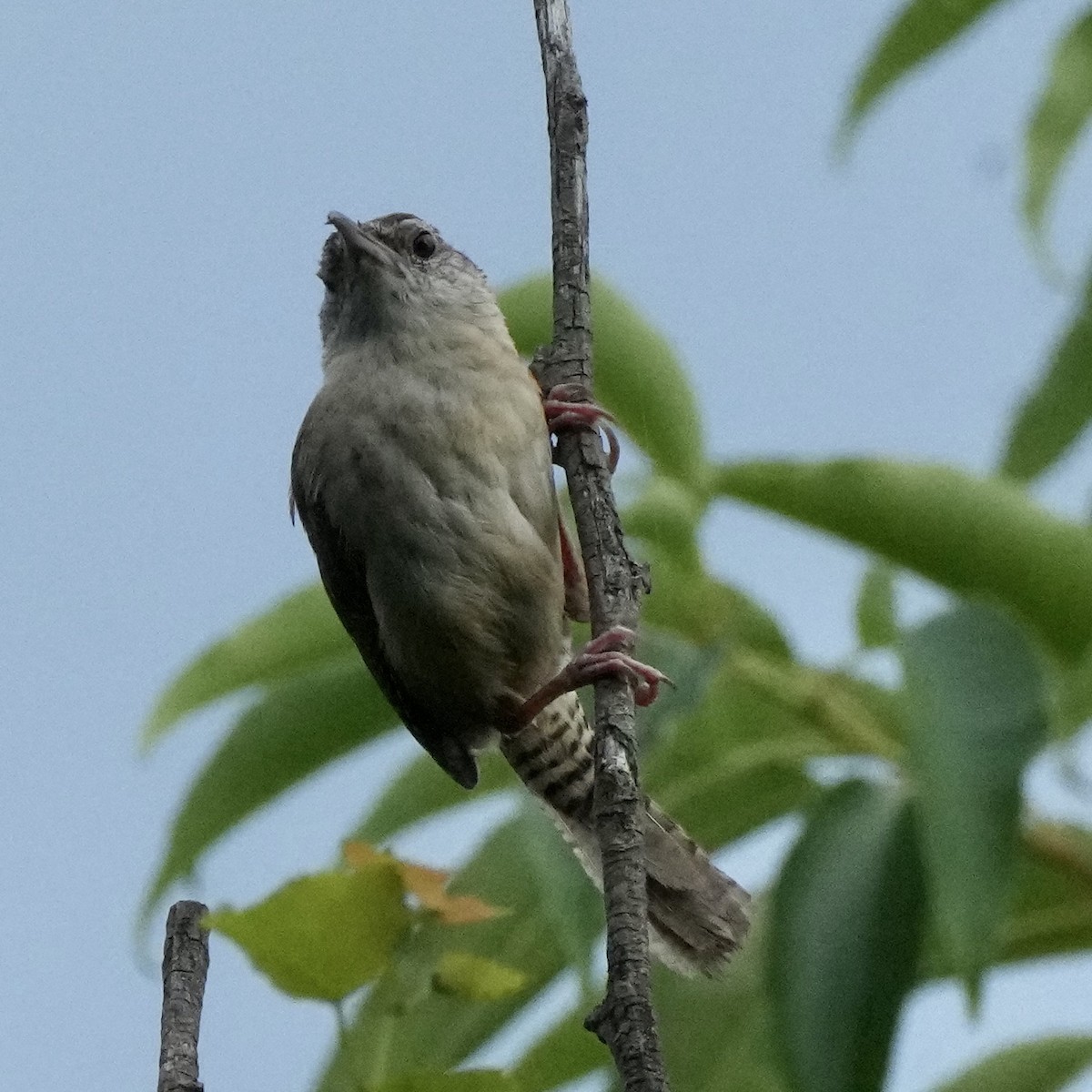 Carolina Wren - ML638323216