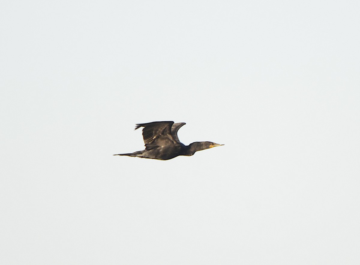 Cormorán Orejudo - ML638323217