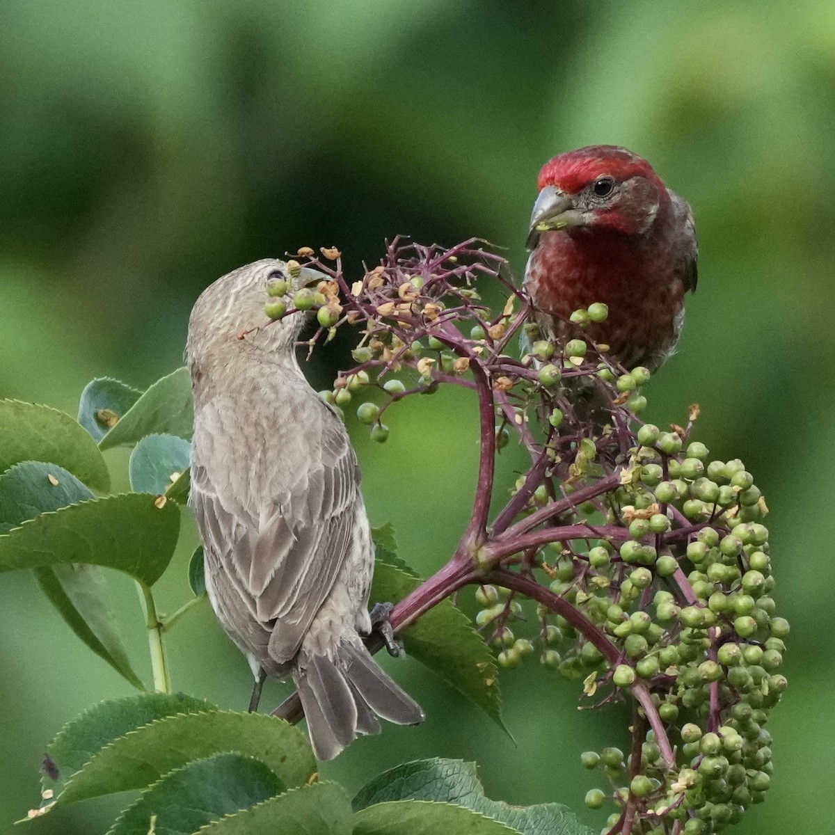 House Finch - ML638323225