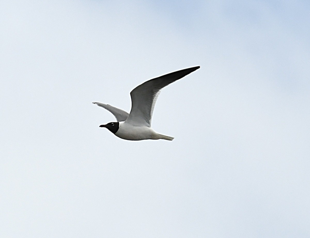 Antxeta mokogorri amerikarra - ML638323234