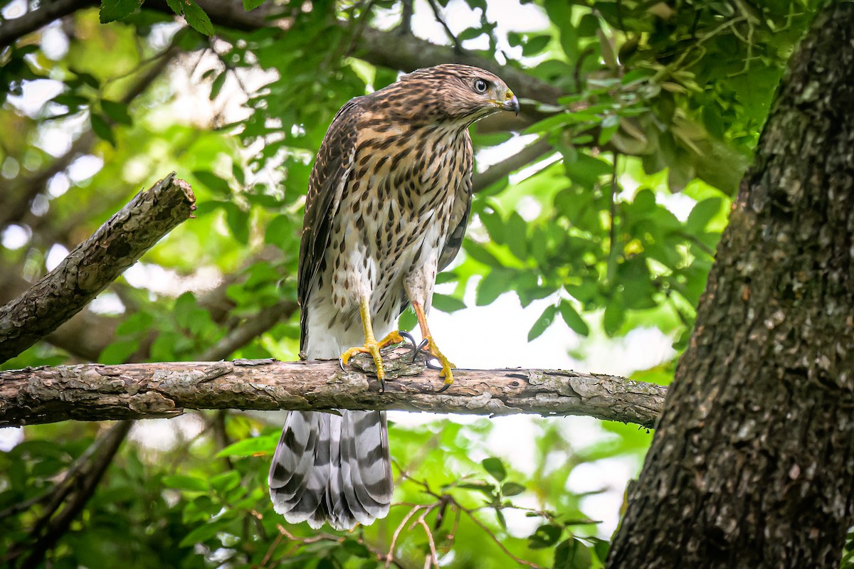 Cooper's Hawk - ML638323235