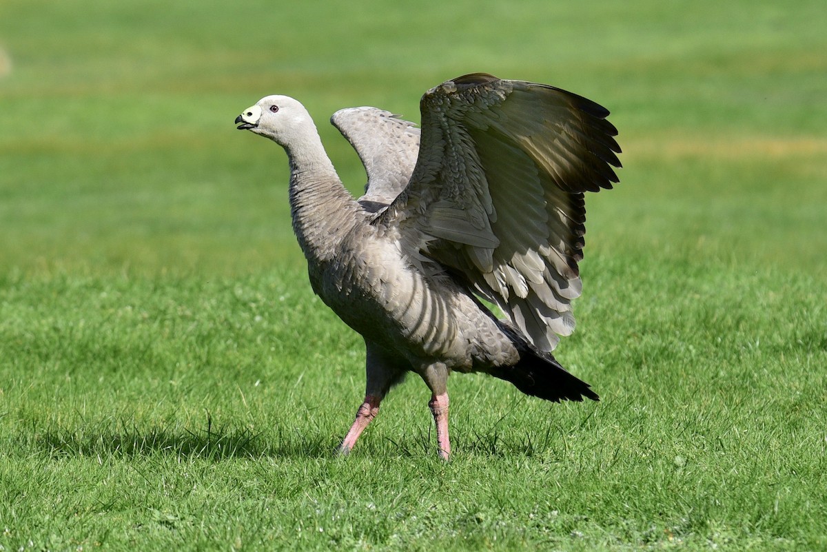 Cape Barren Goose - ML638323236