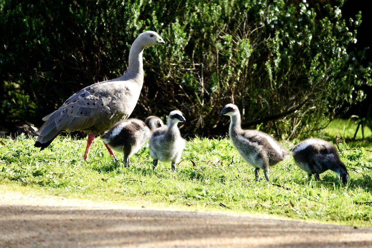 Cape Barren Goose - ML638323237