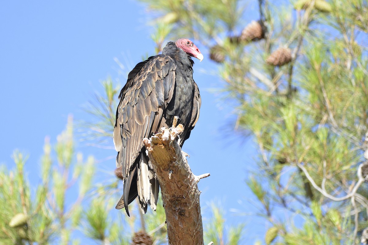 Aura Gallipavo - ML638323239