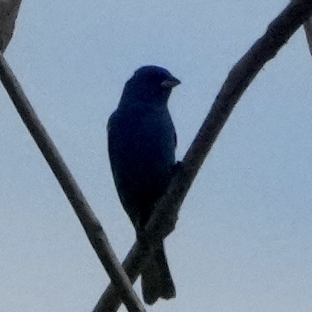 Indigo Bunting - ML638323249