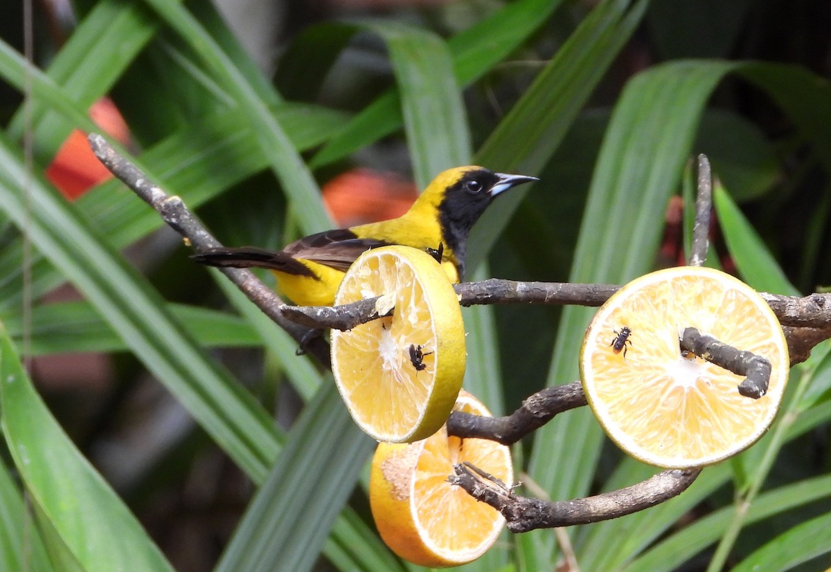 Oriole monacal - ML638323250
